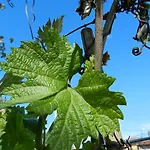 Tonutti * Tavagnacco