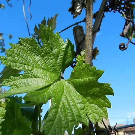 Tonutti * Tavagnacco