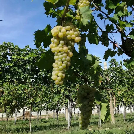 Tonutti *