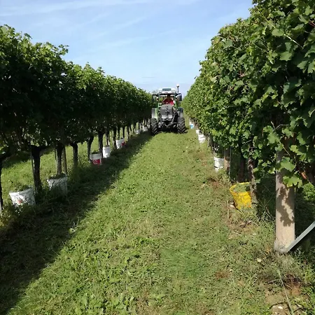 Tonutti * 타바그나코